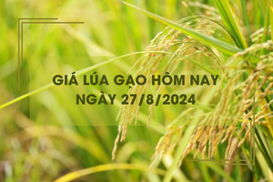 Giá lúa gạo hôm nay 27/8: giá gạo tăng 50 - 150 đồng/kg