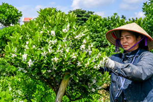 Nông dân vựa quất lớn nhất Nam Định nơm nớp lo lỡ vụ Tết