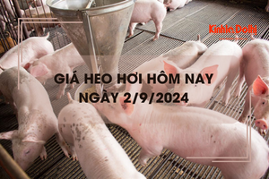 Giá heo hơi hôm nay 2/9: Bến Tre thu mua heo hơi thấp nhất 61.000 đồng/kg