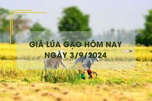 Giá lúa gạo hôm nay 3/9: giá gạo xuất khẩu neo cao