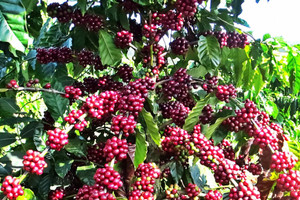 Giá cà phê hôm nay 4/9: Robusta hồi phục, thu hẹp khoảng cách với Arabica