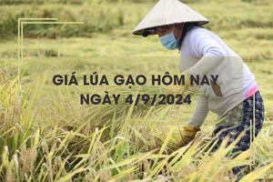 Giá lúa gạo hôm nay 4/9: giá lúa Hè Thu neo cao