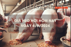 Giá heo hơi hôm nay 6/9: Hà Nội tiếp tục thu mua ở mức giá cao