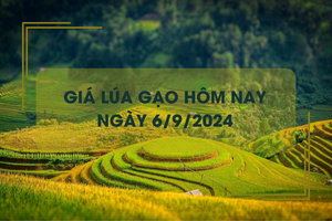 Giá lúa gạo hôm nay 6/9: đồng loạt giảm nhẹ