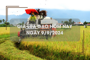 Giá lúa gạo hôm nay 9/9: giá lúa neo cao