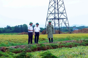 125.000ha lúa mùa miền Bắc chịu thiệt hại do siêu bão Yagi, cổ phiếu doanh nghiệp buôn gạo tăng mạnh