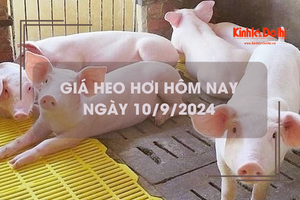 Giá heo hơi hôm nay 10/9: tăng trên cả 3 miền