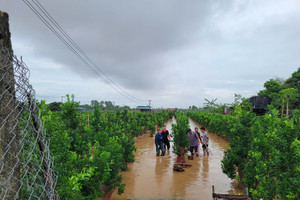 20.000 cây đào Nhật Tân chìm trong nước lũ