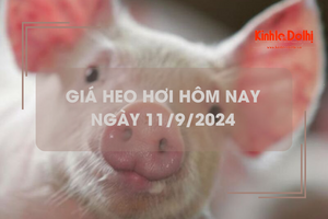 Giá heo hơi hôm nay 11/9: Hà Nội duy trì giá thu mua cao nhất 67.000 đồng/kg