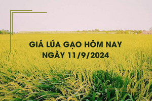 Giá lúa gạo hôm nay 11/9: giá gạo tăng 200 đồng/kg