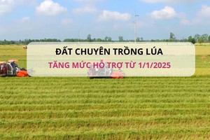 Từ 1/1/2025 sẽ tăng mức hỗ trợ đối với đất chuyên trồng lúa