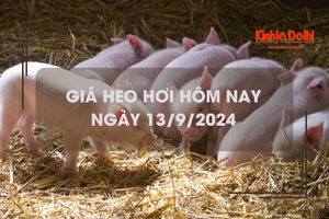 Giá heo hơi hôm nay 13/9: đồng loạt đi ngang