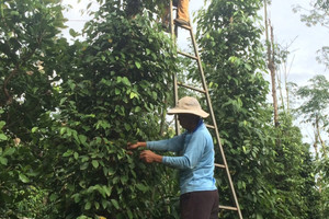 Giá tiêu hôm nay 14/9: tăng 1.000 đồng/kg, không quốc gia nào giảm trong tuần