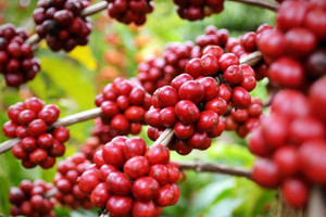 Giá cà phê hôm nay 15/9: tuần tăng sốc của Robusta, trong nước thêm 6.000 đồng/kg