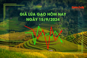 Giá lúa gạo hôm nay 15/9: giá gạo tăng nhẹ