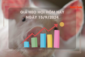 Giá heo hơi hôm nay 15/9: dao động trong khoảng 62.000 - 67.000 đồng/kg