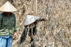 Làng đào lớn nhất Hà Nội lụi tàn sau bão