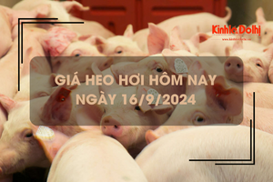 Giá heo hơi hôm nay 16/9: Hà Nội thu mua cao nhất cả nước