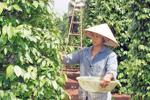 Giá tiêu hôm nay 17/9: toàn cảnh giá tiêu các nước tuần qua - khởi sắc