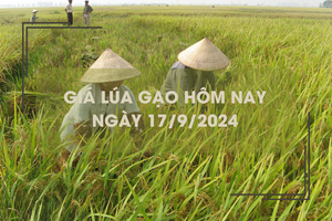 Giá lúa gạo hôm nay 17/9: giá gạo tăng 50 - 200 đồng/kg