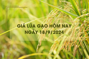 Giá lúa gạo hôm nay 18/9: tăng giảm trái chiều