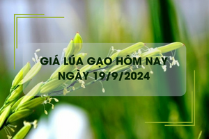 Giá lúa gạo hôm nay 19/9: đồng loạt giảm nhẹ