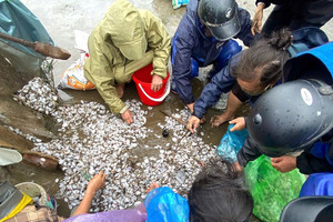 Hàng tấn ngao dạt trắng bờ biển Nghệ An, dân đổ xô đi nhặt 'lộc trời'