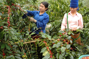 Giá cà phê hôm nay 20/9: dứt đà tăng, Robusta giảm trở lại