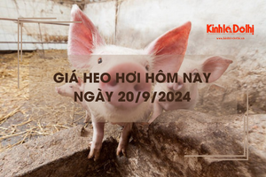 Giá heo hơi hôm nay 20/9: Hà Nội tăng mạnh 3.000 đồng/kg