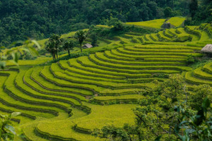 Mùa lúa 'vẹn nguyên' sau bão, cảnh đẹp như tranh mời gọi khách trở lại Hà Giang