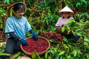 Ngành cà phê Việt Nam vừa ghi nhận điều chưa từng có trong lịch sử