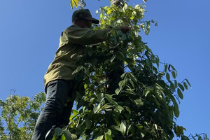 Giá tiêu hôm nay 23/9: triển vọng vượt ngưỡng 160.000 đồng/kg trước vụ thu hoạch