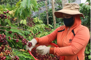 Giá cà phê hôm nay 23/9: nguồn cung trì trệ, kéo dài do mưa lớn