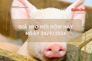 Giá heo hơi hôm nay 24/9: tăng 1.000 đồng/kg chạm mốc 71.000 đồng/kg tại Hà Nội