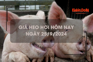 Giá heo hơi hôm nay 25/9: tiếp đà tăng giá