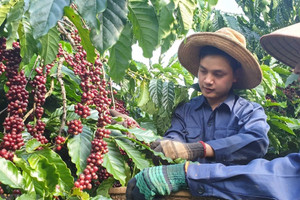 Giá cà phê hôm nay 27/9: Robusta liên tục lập kỷ lục, trong nước vượt 123.000đồng/kg