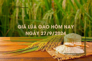 Giá lúa gạo hôm nay 27/9: giá gạo giảm 50 - 200 đồng/kg