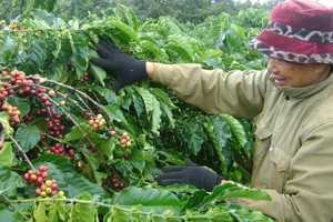 Giá cà phê hôm nay 28/9: Arabica cao nhất 13 năm, Robusta liên tục lập đỉnh