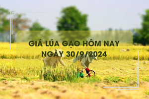 Giá lúa gạo hôm nay 30/9: giá gạo xuất khẩu neo ở mức thấp