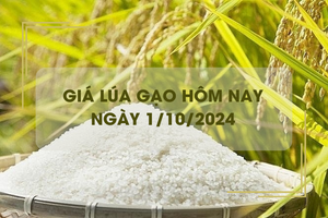 Giá lúa gạo hôm nay 1/10: giá gạo giảm 100 - 300 đồng/kg