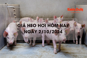 Giá heo hơi hôm nay 2/10: miền Bắc thu mua cao nhất cả nước 69.000 đồng/kg