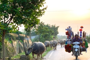 Trâu bò nghênh ngang trên quốc lộ 15A