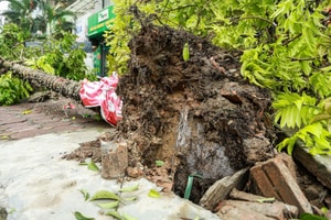 Hà Nội tìm chủ đầu tư vụ cây xanh lộ nguyên bầu nilon sau khi gãy đổ vì bão Yagi