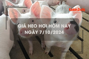 Giá heo hơi hôm nay 7/10: Thừa Thiên Huế tiếp tục thu mua với giá thấp