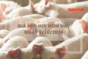 Giá heo hơi hôm nay 9/10: tiếp tục giảm 1.000 đồng/kg