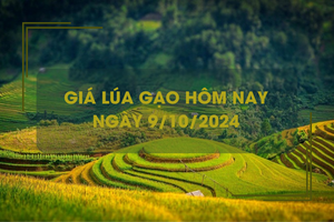 Giá lúa gạo hôm nay 9/10: giá gạo trong nước tăng mạnh