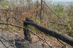 'Lá phổi xanh' của Quảng Ninh tàn tạ sau bão số 3