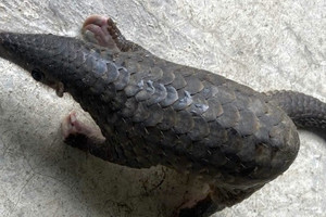Tê tê quý hiếm đi lạc vào nhà dân ở Đà Nẵng