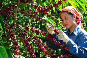 Giá cà phê hôm nay 10/10: chỉ tăng nhẹ dù tồn kho trên sàn giảm sâu