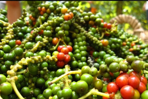 Giá tiêu hôm nay 10/10: tăng trở lại sau 2 ngày giảm, Đắk Nông thêm 2.000đồng/kg